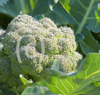 fileadmin/roha/images_galerie/Baum-natur-garten/Gemuese-Garten-Kraeuter-neu/GAR-GEM-BROK-0003-D-roha-Garten-Gemuese-Kohl-Brokkoli-Broccoli.jpg