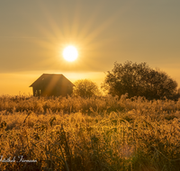 fileadmin/roha/images_galerie/orte_landschaft/Haarmoos/SO-AU-HAARM-0031-0759-D-roha-Sonne-Sonnenaufgang-Haarmoos-Nebel-Stadel.png