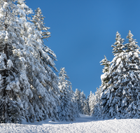 fileadmin/roha/images_galerie/Winter/WINT-BGD-ROS-0004-D-roha-Winter-Wald-Berchtesgaden-Schnee-Fichten-Rossfeld.png