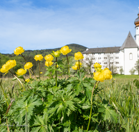 fileadmin/roha/images_galerie/Baum-natur-garten/Natur-Wildblumen-Landschaft/AN-HOE-0085-01-7-22-D-roha-Anger-Hoeglwoerth-Biotop-Trollius-europaeus.png