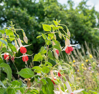 fileadmin/roha/images_galerie/Baum-natur-garten/Haus-Blumenschmuck-Deko/BL-HAUSG-FUCHS-0015-D-roha-Blumen-Haus-Fuchsien-Fuchsia-Blumenschmuck.png