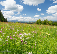 fileadmin/roha/images_galerie/orte_landschaft/Teisendorf/Neukirchen/BL-WIESE-NEUK-SCHW-0001-D-roha-Blumenwiese-Neukirchen-Schwarzenberg.png