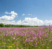 fileadmin/roha/images_galerie/Baum-natur-garten/Natur-Wildblumen-Landschaft/BL-WIESE-TEIS-PAT-0004-D-roha-Blumenwiese-Patting-Teisendorf.png