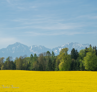 fileadmin/roha/images_galerie/orte_landschaft/Saaldorf/LANDS-SAAL-ABTS-0009-D-roha-Landschaft-Saaldorf-Abtsdorf-Hochstaufen-Zwiesel-Rapsfeld.png