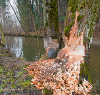 fileadmin/roha/images_galerie/Baum-natur-garten/Baeume/NATUR-BIB-BAUM-SURSP-0007-D-roha-Natur-Biber-Baum-Surspeicher-Teisendorf.png