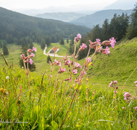 fileadmin/roha/images_galerie/Baum-natur-garten/Natur-Wildblumen-Landschaft/TEI-STO-BL-0003-D-roha-Teisendorf-Anger-Stoisser-Alm-Lichtnelke-Silene-dioica.png