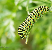 fileadmin/roha/images_galerie/Tiere/TIE-SCHMETT-SCHW-0031-D-roha-Tier-Insekt-Schmetterling-Schwalbenschwanz-Raupe.png