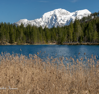 fileadmin/roha/images_galerie/orte_landschaft/Berchtesgaden/Ramsau/BGD-RA-HI-0011-01-04-D-PS-roha-Berchtesgaden-Ramsau-Hintersee-Hoher-Goell-Schilf.png