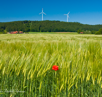 fileadmin/roha/images_galerie/orte_landschaft/Palling/PALL-WINDR-0004-D-roha-Palling-Windraeder-Ranham-Getreidefeld-Mohnblume-Kornblume.png