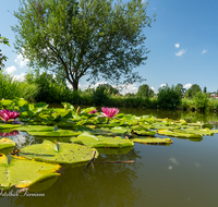 fileadmin/roha/images_galerie/Baum-natur-garten/Natur-Wildblumen-Landschaft/TEI-SUED-OST-0053-02-D-roha-Teisendorf-Sued-Ost-Weiher-Seerose-Kirche.png