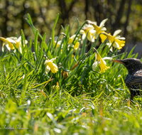 fileadmin/roha/images_galerie/Tiere/Vogel/TIE-VOEG-STAR-0011-04-D-roha-Tier-Vogel-Star-Sturnus-vulgaris.png