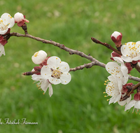 fileadmin/roha/images_galerie/Baum-natur-garten/Baeume/BAUM-APR-BLUE-0007-D-roha-Baum-Obst-Aprikose-Bluete.png