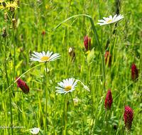 fileadmin/roha/images_galerie/Baum-natur-garten/Natur-Wildblumen-Landschaft/BL-WIESE-UF-0006-D-roha-Blumenwiese-Blutklee-Margerite.png