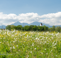 fileadmin/roha/images_galerie/orte_landschaft/Saaldorf/SAAL-SURH-0012-D-roha-Saaldorf-Surheim-Hochstaufen-Blumenwiese.png