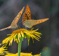 fileadmin/roha/images_galerie/Tiere/TIE-SCHMETT-KAIS-0005-D-roha-Tier-Schmetterling-Kaisermantel-Argynnis-paphia.png