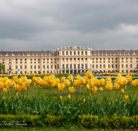 fileadmin/roha/images_galerie/orte_landschaft/Wien/WIEN-SCHOEN-0004-D-roha-Wien-Schloss-Schoenbrunn.png