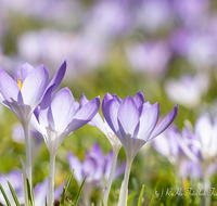 fileadmin/roha/images_galerie/Hintergrund-Download/1024x800/BL-KROK-0039-7986-D-roha-Blumen-Krokus-Fruehling-blau-lila-crocus.png