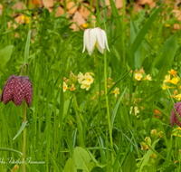 fileadmin/roha/images_galerie/Baum-natur-garten/Natur-Wildblumen-Landschaft/BL-SCHACHBR-0005-D-roha-Blume-Schachbrett-Fritillaria-meleagris-Fruehling.png