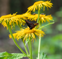 fileadmin/roha/images_galerie/Tiere/Insekten/TIE-SCHMETT-WEI-MO-0005-D-roha-Tier-Schmetterling-Mohrenfalter.png