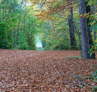 fileadmin/roha/images_galerie/Baum-natur-garten/Baeume/BAUM-WALD-HERB-0008-D-roha-Baum-Wald-Herbst-Laub-Blaetter-Geopark-Teisendorf.png