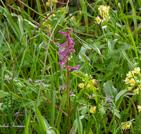 fileadmin/roha/images_galerie/Baum-natur-garten/Natur-Wildblumen-Landschaft/BL-WIESE-FRUEHL-0011-D-roha-Blumenwiese-Fruehjahr-Fruehling-Schluesselblume-Primula-elatior-Hohler-Lerchensporn-Corydalis-cava.png