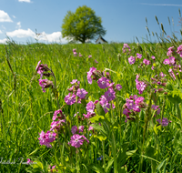 fileadmin/roha/images_galerie/Baum-natur-garten/Natur-Wildblumen-Landschaft/BL-WIESE-SAALD-0001-D-roha-Blumenwiese-Lichtnelke-Silene-dioica-Sillersdorf.png