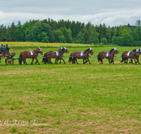 fileadmin/roha/images_galerie/brauchtum/Leonhardiritt/Holzhausen_01/Kaltblutfest/BR-PFRI-HOLZ-KALTBL-0015-0-D-roha-Brauchtum-Kaltblut-Pferd-Kutsche-Holzhausen-Teisendorf-Zehner-Zug.png