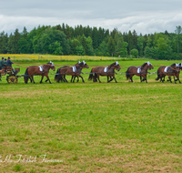 fileadmin/roha/images_galerie/brauchtum/Leonhardiritt/Holzhausen_01/Kaltblutfest/BR-PFRI-HOLZ-KALTBL-0015-0-D-roha-Brauchtum-Kaltblut-Pferd-Kutsche-Holzhausen-Teisendorf-Zehner-Zug.png