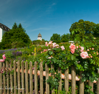 fileadmin/roha/images_galerie/Baum-natur-garten/Blumengarten-Blumen/CHIE-FRAU-0004-5-D-roha-Chiemsee-Fraueninsel-Frauenwoerth-Kloster-Garten-Rosen.png