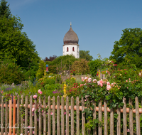 fileadmin/roha/images_galerie/Baum-natur-garten/Blumengarten-Blumen/CHIE-FRAU-0004-9-D-roha-Chiemsee-Fraueninsel-Frauenwoerth-Kloster-Garten-Rosen.png