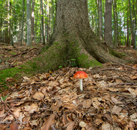 fileadmin/roha/images_galerie/Baum-natur-garten/Natur-Wildblumen-Landschaft/Natur-Pilze/NATUR-PILZ-FLIEG-0023-D-roha-Natur-Wald-Boden-Pilz-Schwammerl-Fliegenpilz.png