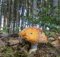 fileadmin/roha/images_galerie/Baum-natur-garten/Natur-Wildblumen-Landschaft/Natur-Pilze/NATUR-PILZ-FLIEG-0028-D-roha-Natur-Wald-Boden-Pilz-Schwammerl-Fliegenpilz.png