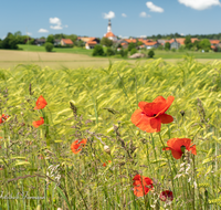 fileadmin/roha/images_galerie/Landwirtschaft/SAAL-0034-D-roha-Saaldorf-Getreidefeld-Klatsch-Mohn-Kirche-Papaver-rhoeas.png