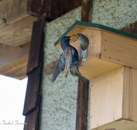 fileadmin/roha/images_galerie/Tiere/TIE-VOEG-STAR-0011-15-D-roha-Tiere-Vogel-Star-Sturnus-vulgaris-Junges.png