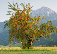 fileadmin/roha/images_galerie/Baum-natur-garten/Baeume/BAUM-OBST-0002-D-roha-Baum-Obst-Frucht-Hochstaufen-Anger-Aufham.png