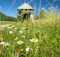 fileadmin/roha/images_galerie/Baum-natur-garten/Natur-Wildblumen-Landschaft/KKKM-ANG-ZELLB-0009-D-roha-Kapelle-Anger-Zellberg-Blumenwiese.png