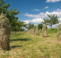 fileadmin/roha/images_galerie/Landwirtschaft/LANDW-HEU-HIEF-0007-D-roha-Landwirtschaft-Streuobstwiese-Heu-Ernte-Hiefel-Marquartstein.png