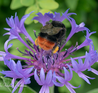 fileadmin/roha/images_galerie/Tiere/TIE-HUM-0002-D-roha-Tier-Insekt-Hummel-Bombus-Kornblume-Centaurea-cyanus.png