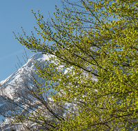 fileadmin/roha/images_galerie/Baum-natur-garten/Baeume/BAUM-WALD-0010-D-roha-Baum-Wald-Buche-Fruehling-Watzmann.png