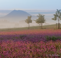 fileadmin/roha/images_galerie/Hintergrund-Download/1600x1200/BL-WIESE-TEIS-PAT-SO-0006-D-roha-Blumenwiese-Patting-Teisendorf.png