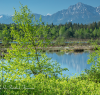 fileadmin/roha/images_galerie/orte_landschaft/Petting/Schoenramer-Moor/PE-SCHOENR-MOOR-0045-0-08-roha-Petting-Schoenramer-Moor-Moorsee-Watzmann-Lattengebirge-Hochstaufen.png