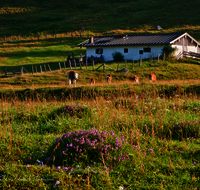 fileadmin/roha/images_galerie/orte_landschaft/Ruhpolding/RUH-ROETH-0023-D-roha-Ruhpolding-Roethelmoos-Alm-Wiese-Kuh.png