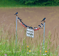 fileadmin/roha/images_galerie/Tiere/TIE-VOEG-SCHWALB-0002-D-roha-Tiere-voegel-Schwalbe-Kette-Wasser-Blumenwiese.png