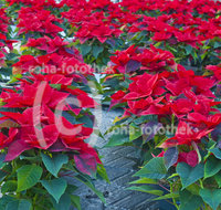 fileadmin/roha/images_galerie/Baum-natur-garten/Gaertnerei/BL-GAERTN-WEIH-0006-D-roha-Blumen-Weihnachtsstern-Euphorbia-pulcherrima-Gaertnerei-Blumenschmuck-Weihnachten.jpg