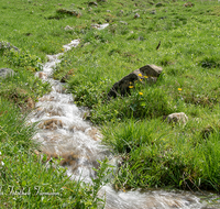 fileadmin/roha/images_galerie/wasser/WAS-BACH-NAT-SCHAP-0004-D-roha-Wasser-Bach-Nationalpark-Berchtesgaden-Schapachalm.png