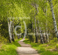 fileadmin/roha/images_galerie/orte_landschaft/Grassau/WEGE-ROTT-KENDLM-0001-D-roha-Weg-Allee-Birken-Rottau-Grassau-Kendlmuehlfilzen.jpg