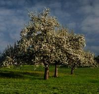 fileadmin/roha/images_galerie/Baum-natur-garten/Baeume/BAUM-APFEL-BLUE-0011-0-01-D-H-roha-Baum-Apfel-Bluete-Landwirtschaft.png