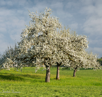 fileadmin/roha/images_galerie/Baum-natur-garten/Baeume/BAUM-APFEL-BLUE-0011-0-01-D-H-roha-Baum-Apfel-Bluete-Landwirtschaft.png