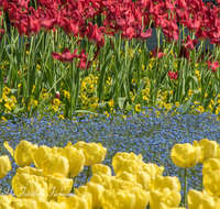 fileadmin/roha/images_galerie/Baum-natur-garten/Blumengarten-Blumen/BL-HAUSG-TULP-0039-D-roha-Hausgarten-Blumen-Tulpen-Tulipa-Fruehling-Kurgarten.png