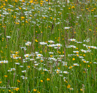 fileadmin/roha/images_galerie/Baum-natur-garten/Natur-Wildblumen-Landschaft/BL-WIESE-DOP-0002-D-roha-Blumenwiese-Doppeln-Landwirtschaft-Margerite-Hahnenfuss-Gras.png